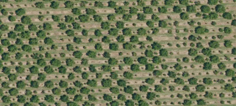 Cherry Orchard Farm