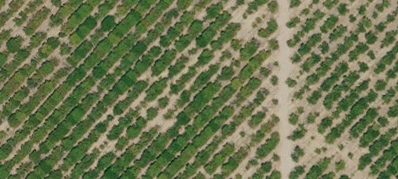 Cherry Orchard Farm
