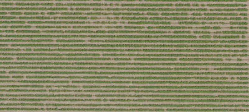 Established Vineyard Property