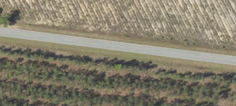 Planted Pine Hunting Land