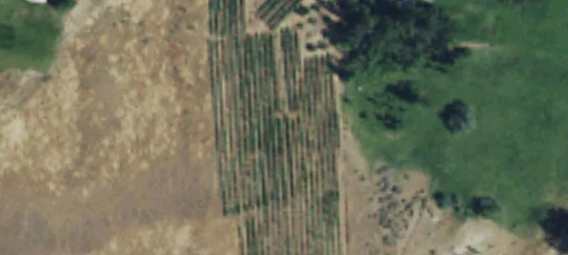 Vineyard Property with Wine Cellar