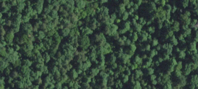 Timbered Hunting Land