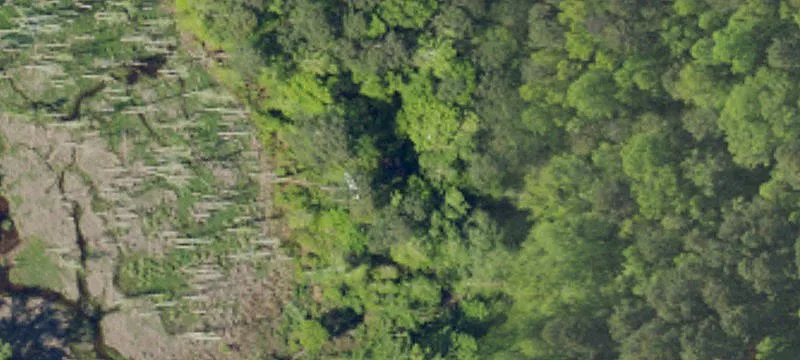 Wooded Hunting Land