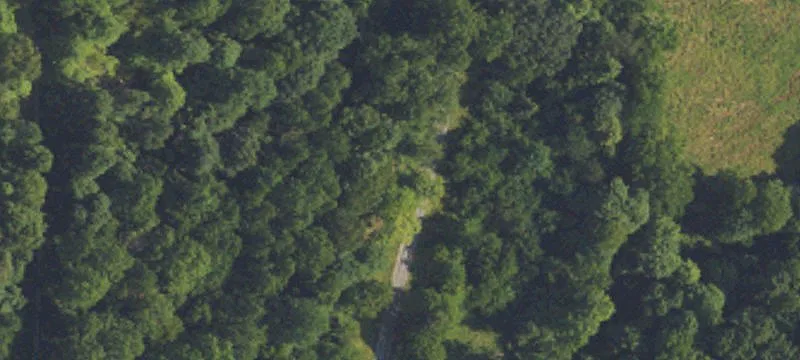 Timbered Hunting Land