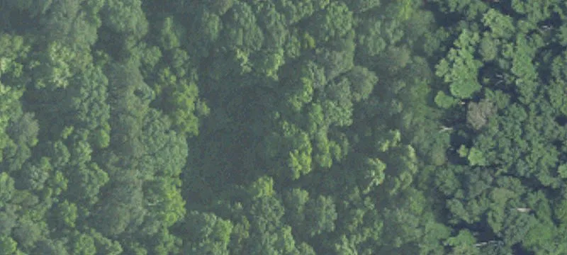 Wooded Land Parcel