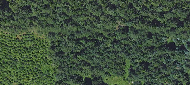 Timbered Farm Forest Land