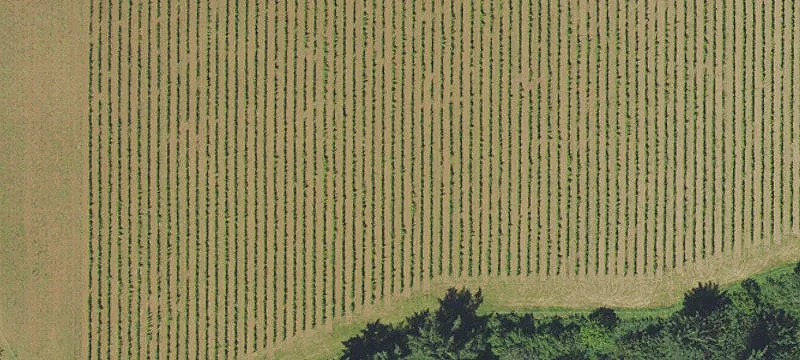 Organic Vineyard with Tasting Room