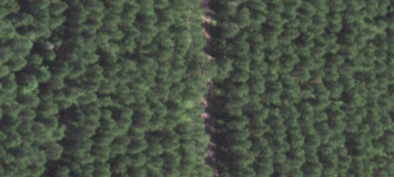 Hunting Land with Sandy Soils