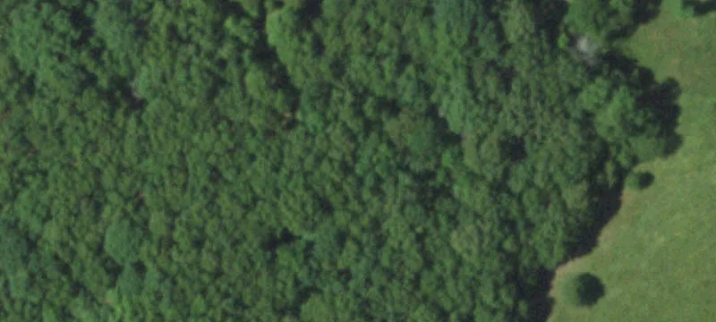 Timbered Hunting Land