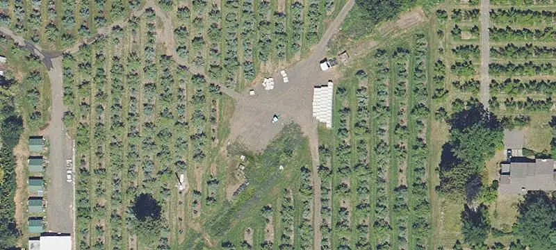 Pear Orchard with Farm Housing