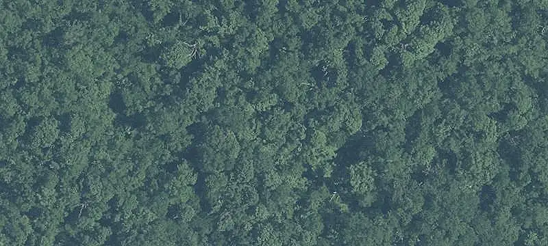 Wooded Hunting Land with Cabin