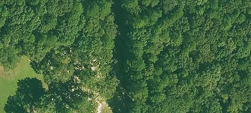 Managed Timber Hunting Land