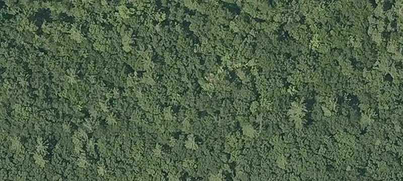 Wooded Land Parcel