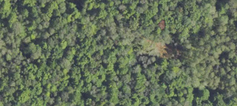 Wooded Hunting Land