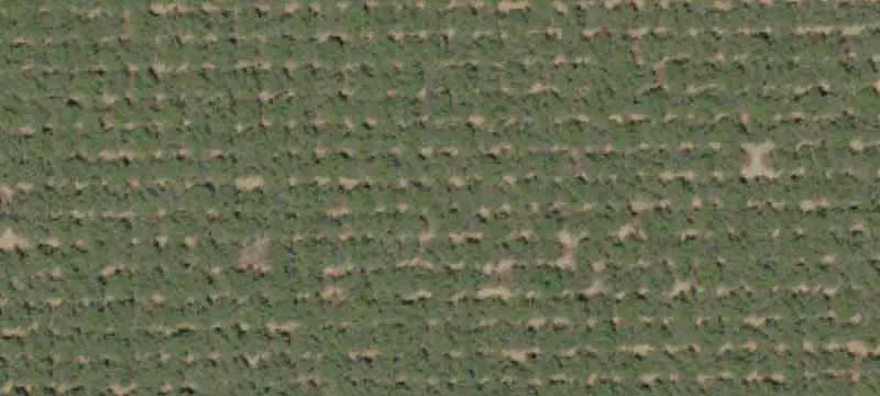 Almond Orchard Farm with Residence