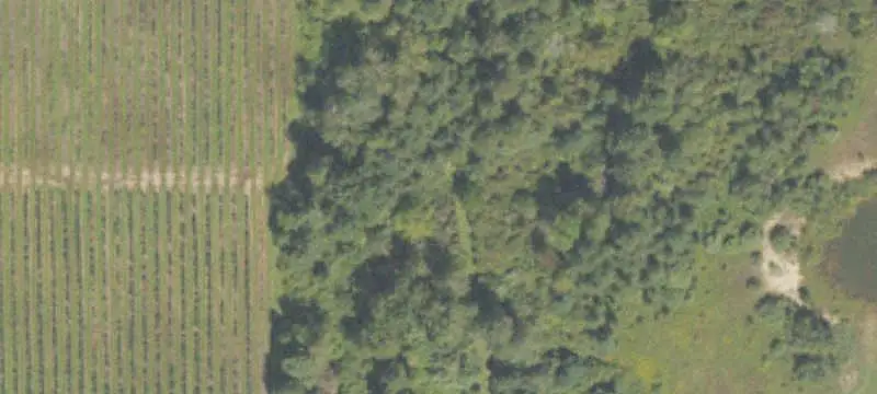 Established Blueberry Farm