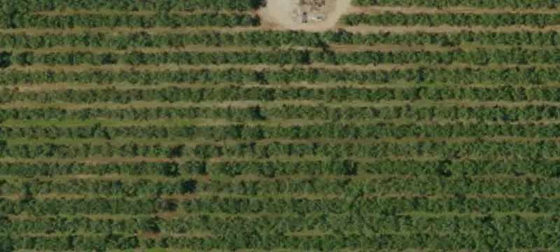 Almond Farm with Shops