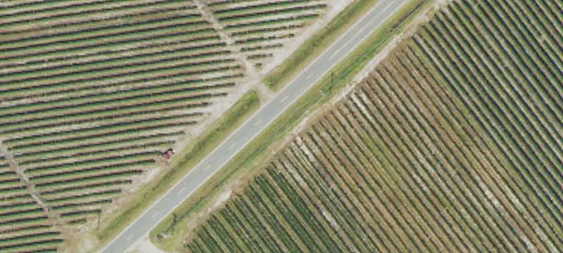 Blueberry Farm with Packing Facility