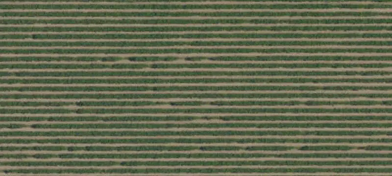 Multi-Parcel Vineyard Property