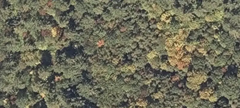 Wooded Land Parcel