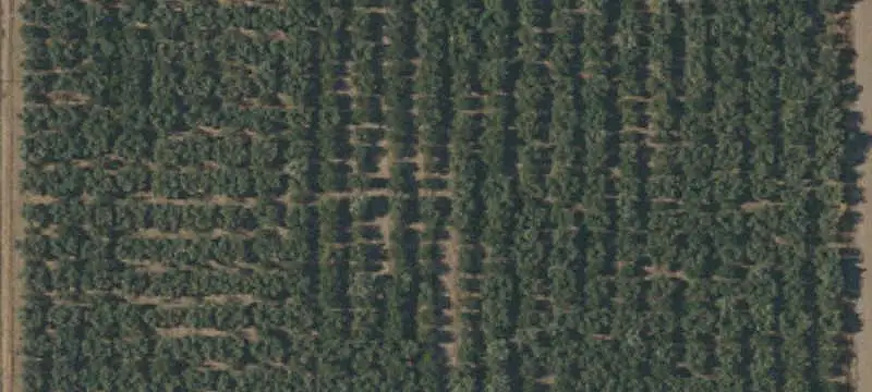 Olive Farm With Manufactured Home