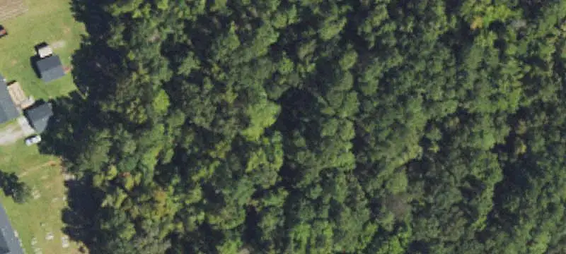 Agricultural Land with Pine Stands