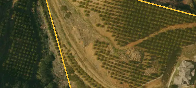 Organic Avocado Farm