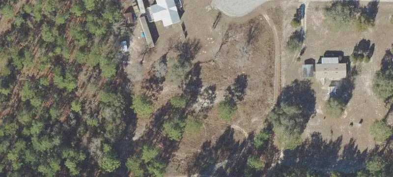 Planted Pine Farmland