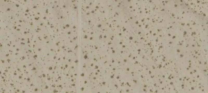 6868 California, Joshua Tree, CA 92252