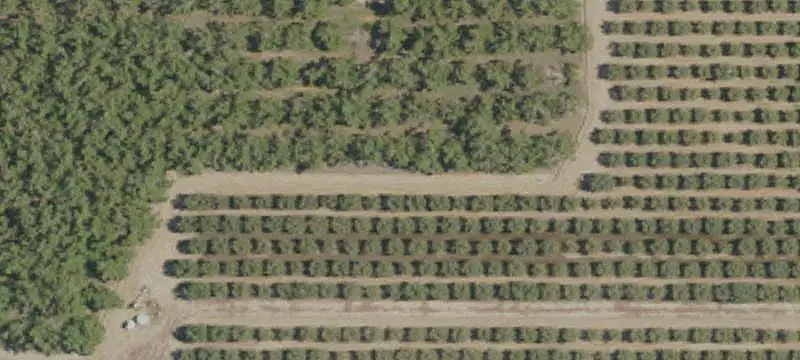 Walnut Farm With Irrigation Wells