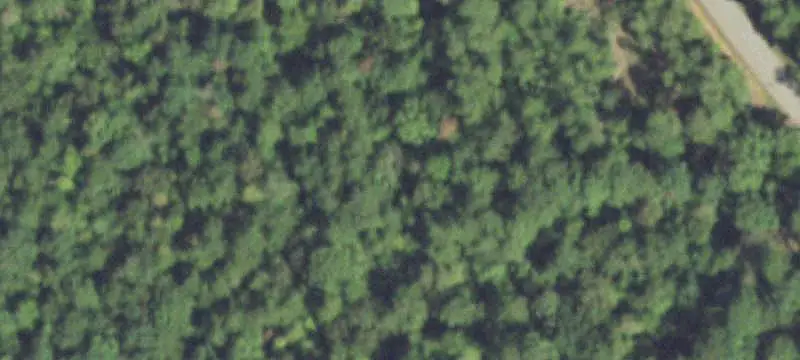 Wooded Land Tract
