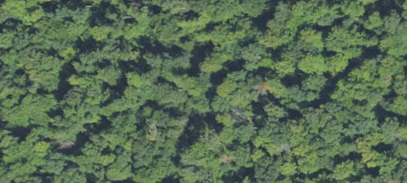 Wooded Hunting Land with Trails