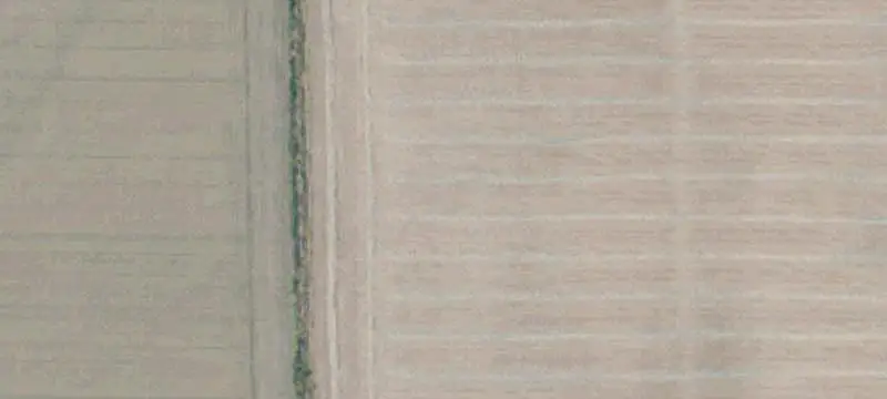 Chardonnay Vineyard at Highway Intersection