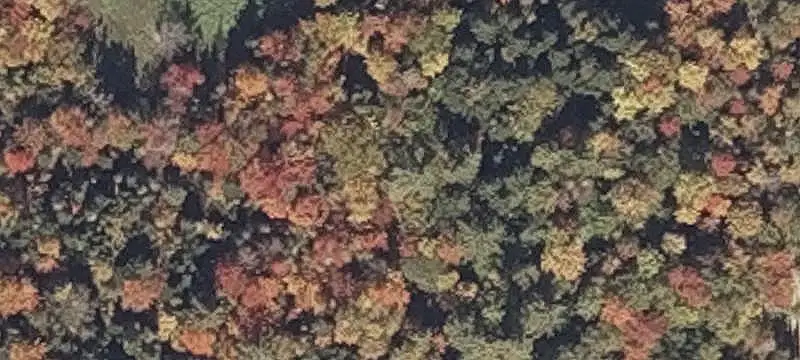 Wooded Hunting Land with Trail Access