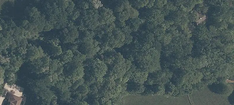 Wooded Land with Driveway