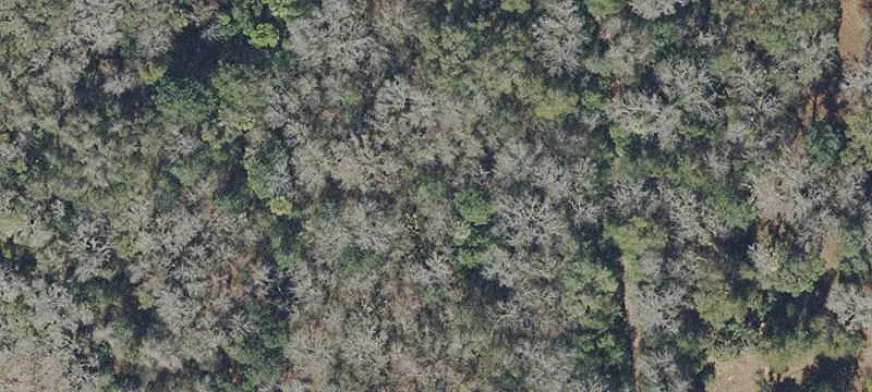 Wooded Waterfront Land