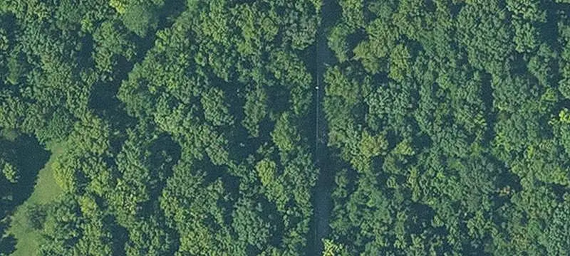 Wooded Hunting Land