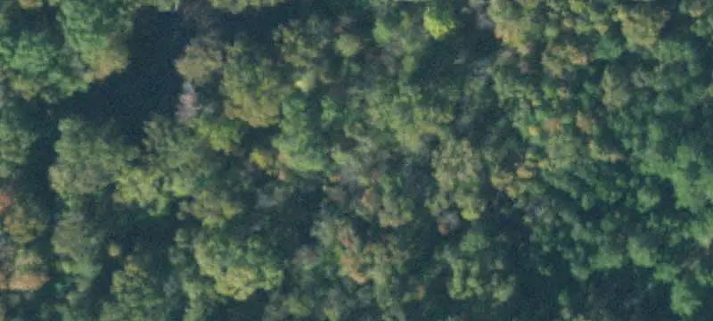 Wooded Hunting Land