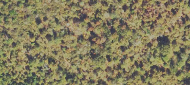 Conservation Hunting Land