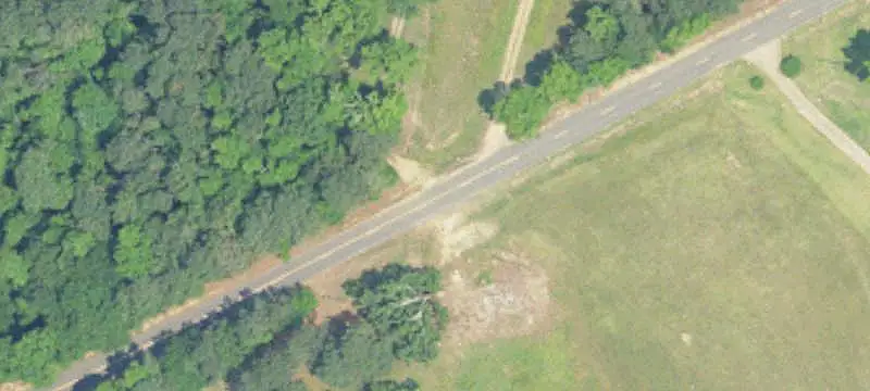Replanted Pine Hunting Land