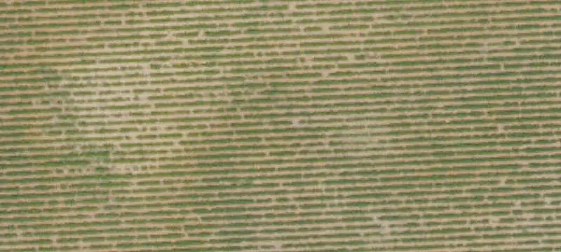 Established Vineyard with Irrigation