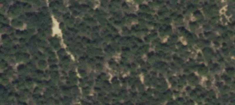 Treed Hunting Land