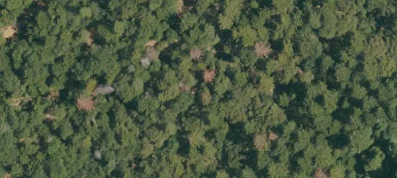 Wooded Land Parcel