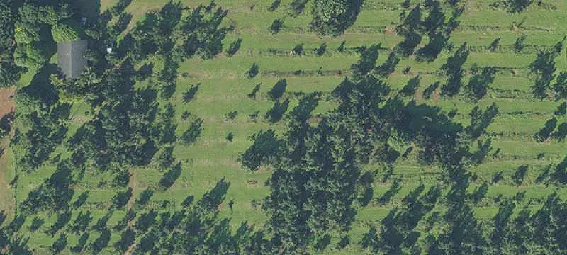 Agricultural Farmland with Fruit Trees