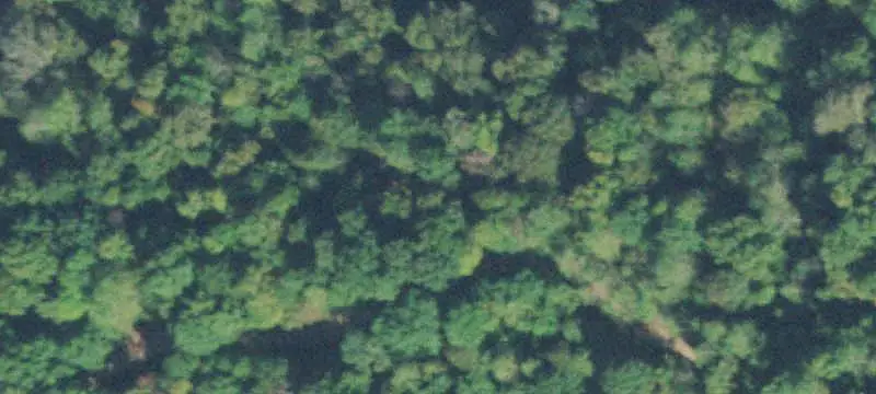 Wooded Hunting Land