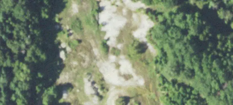 Managed Pine Recreation Land