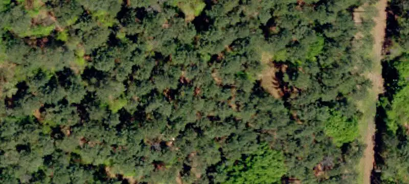Wooded Commercial Land