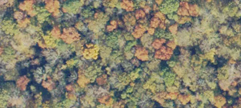 Wooded Hunting Land