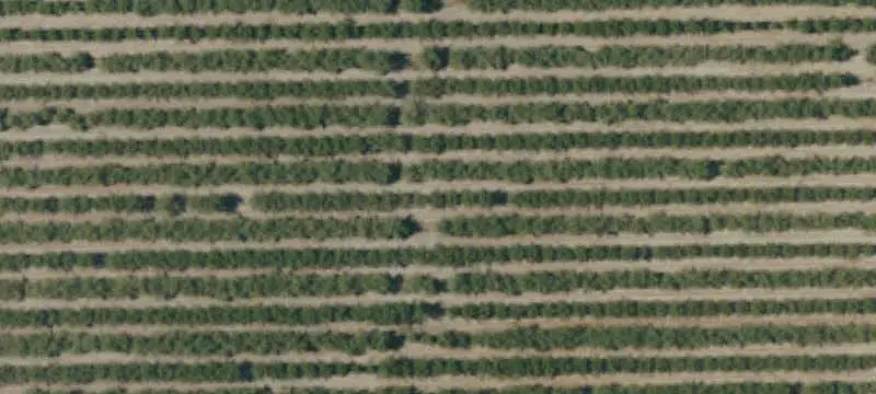 Almond Orchard with Two Water Sources