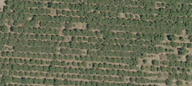 Established Tree Nut Farm
